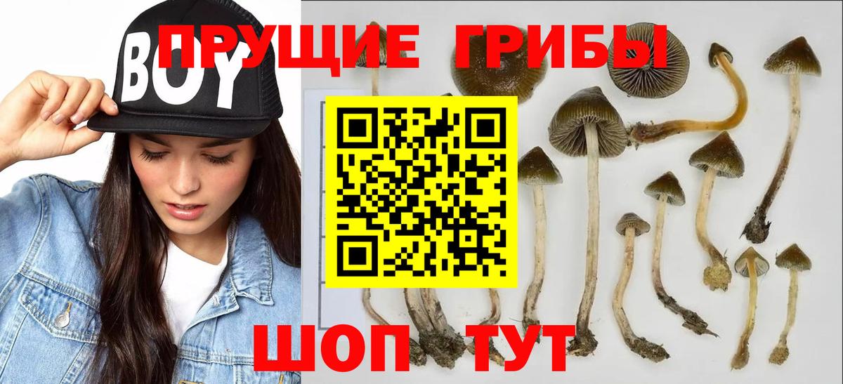 Галлюциногенные грибы мицелий  Псилоцибиновые грибы Psilocybe  Вход с VPN  Саранск 